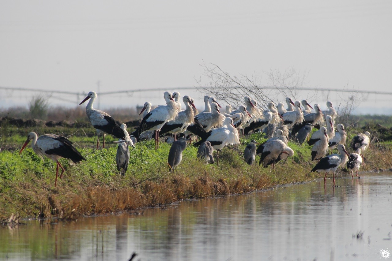 Cogestion de la réserve naturelle de l’estuaire du Tage – nous comptons sur votre coopération