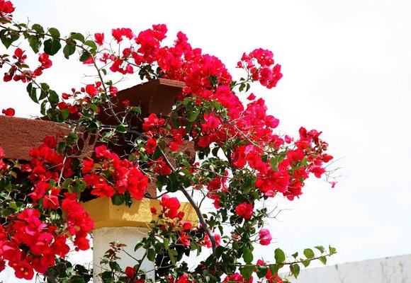 flores__quintal___img_0160_m_aurelio___agosto2008