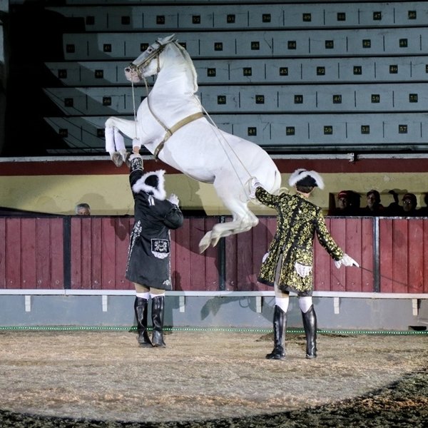 Gala Equestre “A noite Mágica do Cavalo”