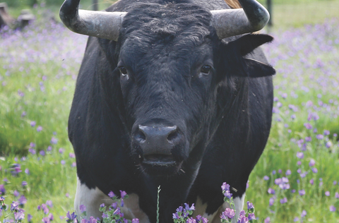 P ginas de programa sct2018 1 480 316