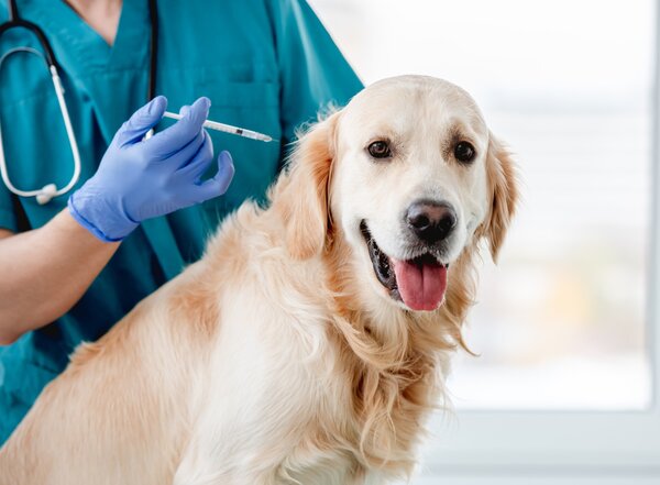 golden_retriever_dog_in_veterinary_clinic_2025_04_01_13_16_02_utc