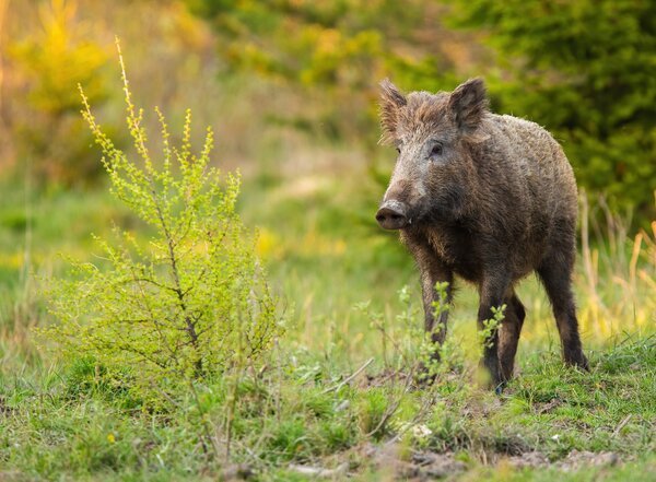 wild_boar_standing_on_a_meadow_with_green_bush_in_2026_01_06_08_59_30_utc__1_