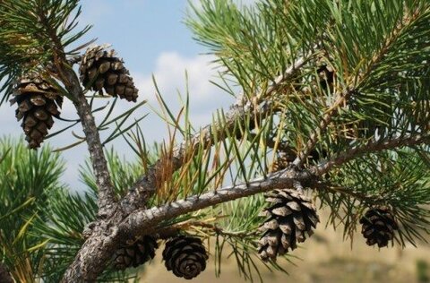 Pinhas pinheiro vida rural 1 750 2000 1 480 316