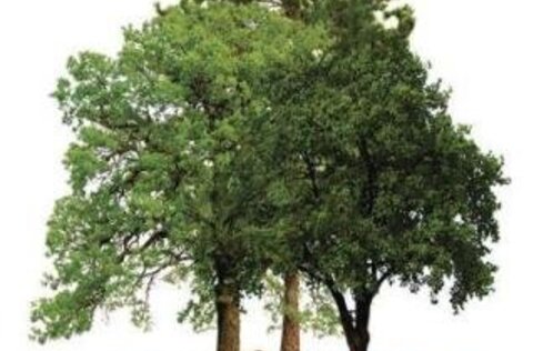 dia_da_floresta_autoctone