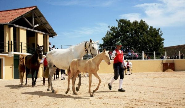 Arte Equestre