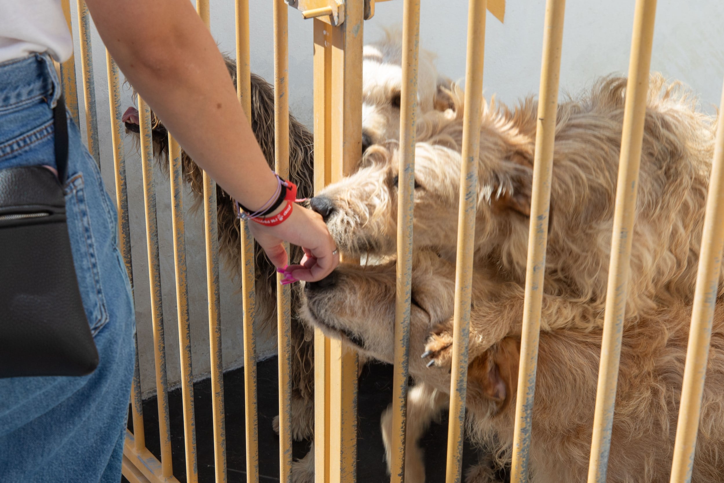 dia_internacional_do_animal_sem_abrigo_tarde_aberta_no_cro_23_mm_0135_min