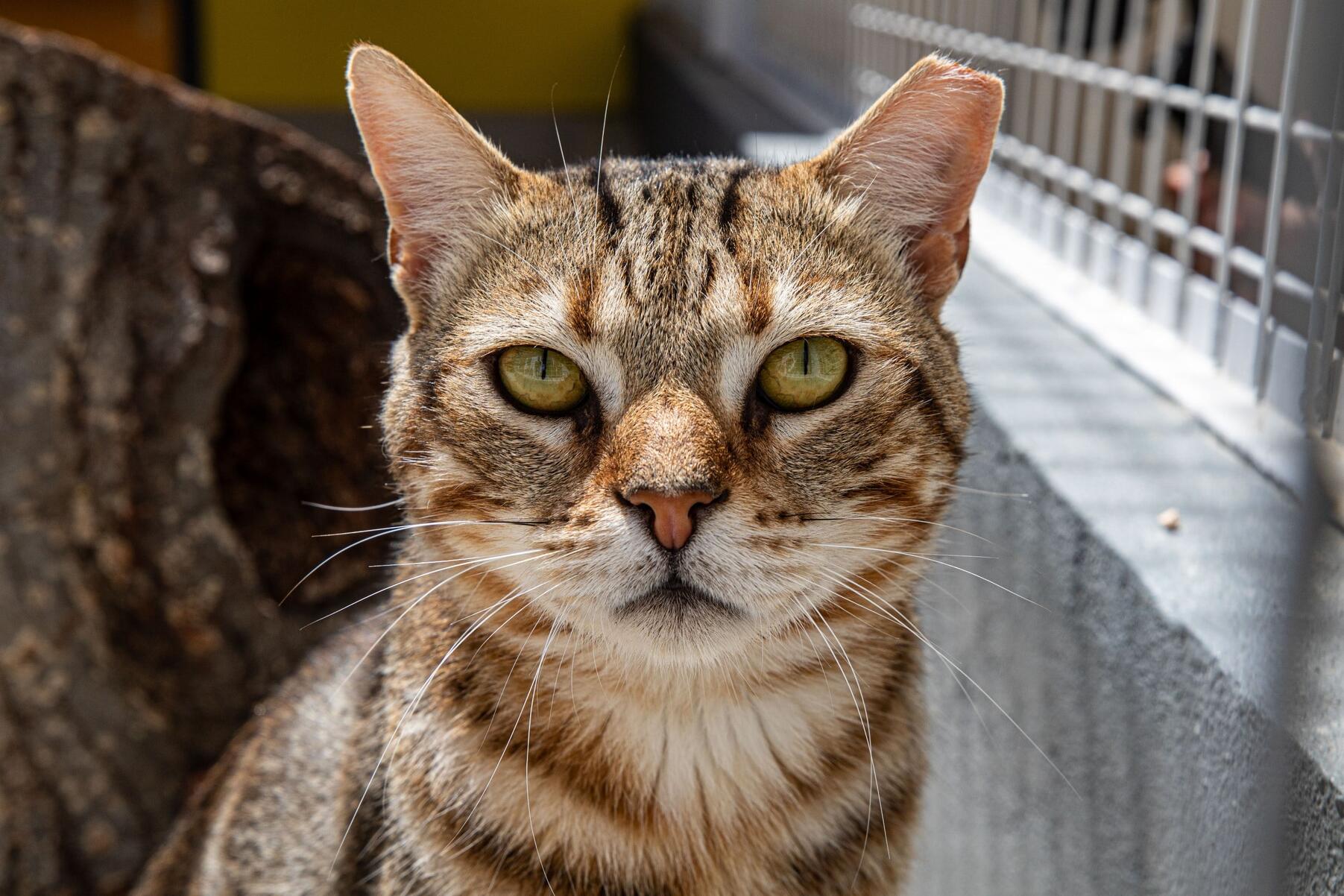 dia_internacional_do_animal_sem_abrigo_tarde_aberta_no_cro_23_mm_0167_min