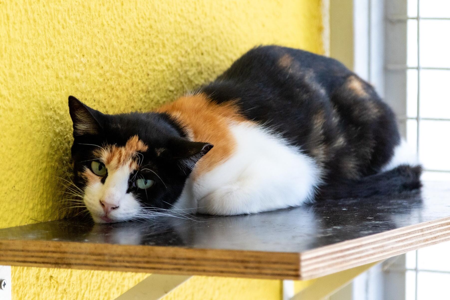 gatos___is_2364_min_1_2500_2500