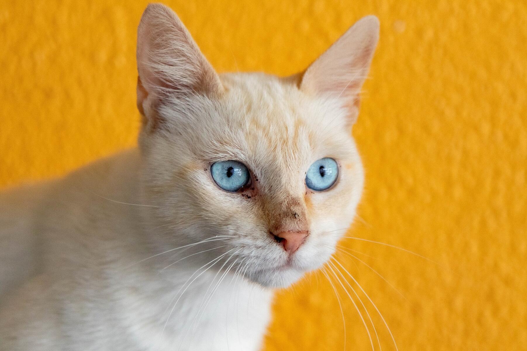 gatos___is_2404_min_1_2500_2500