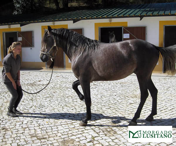 Centro_Equestre_do_Morgado_Lusitano