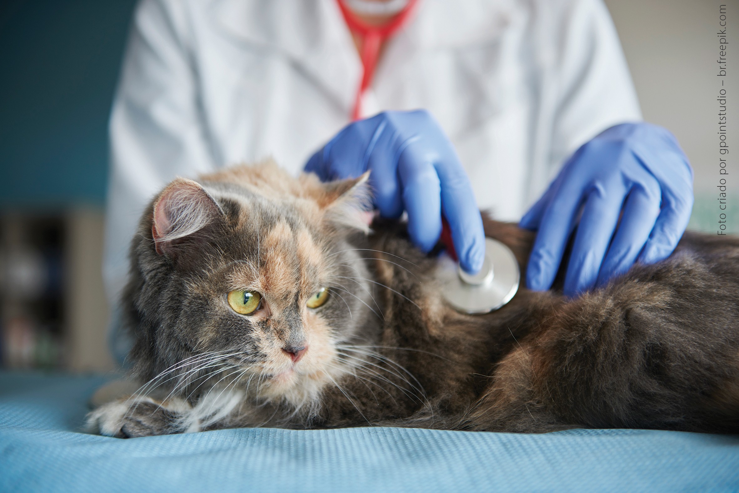 Programa de Captura, Esterilização e Devolução (CED) de gatos de rua decorre com sucesso