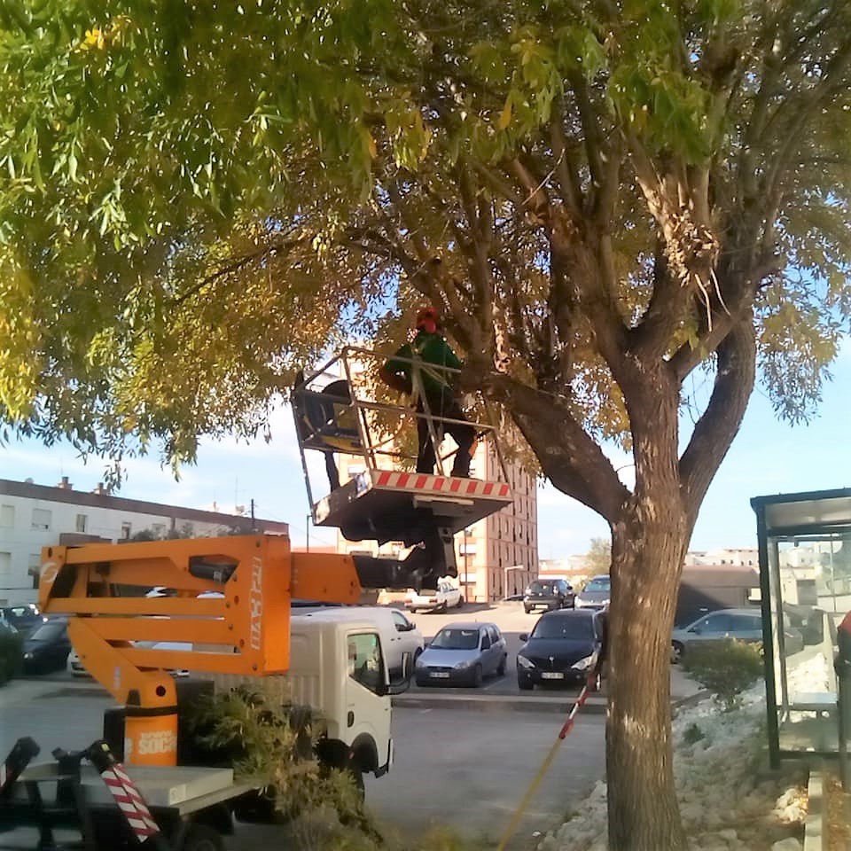 Câmara Municipal dá início aos trabalhos de manutenção arbórea 