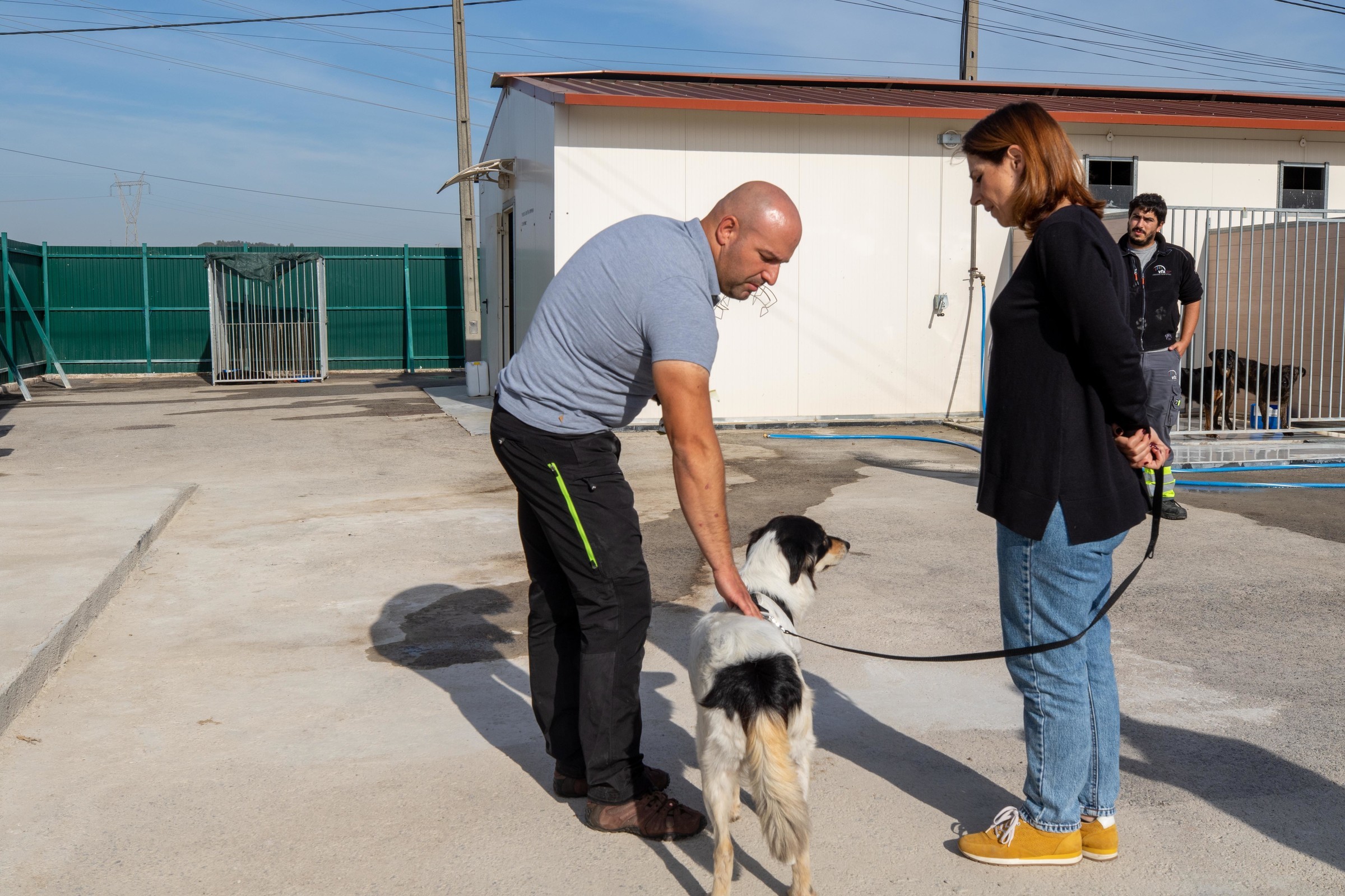 Cães para adoção com treino de regras básicas