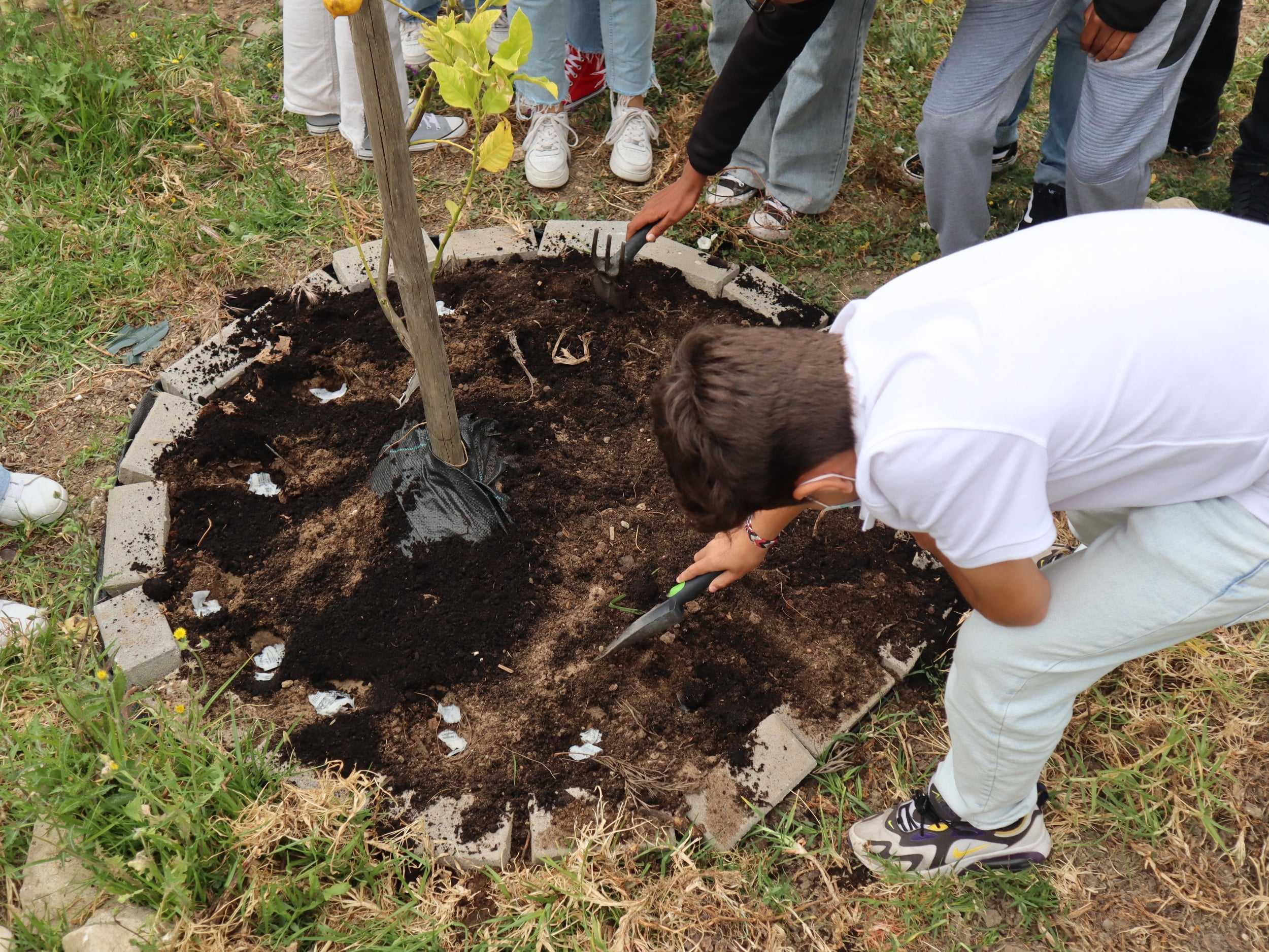 “Planta uma Ideia neste Postal”: Alunos semeiam postais com sementes de flores