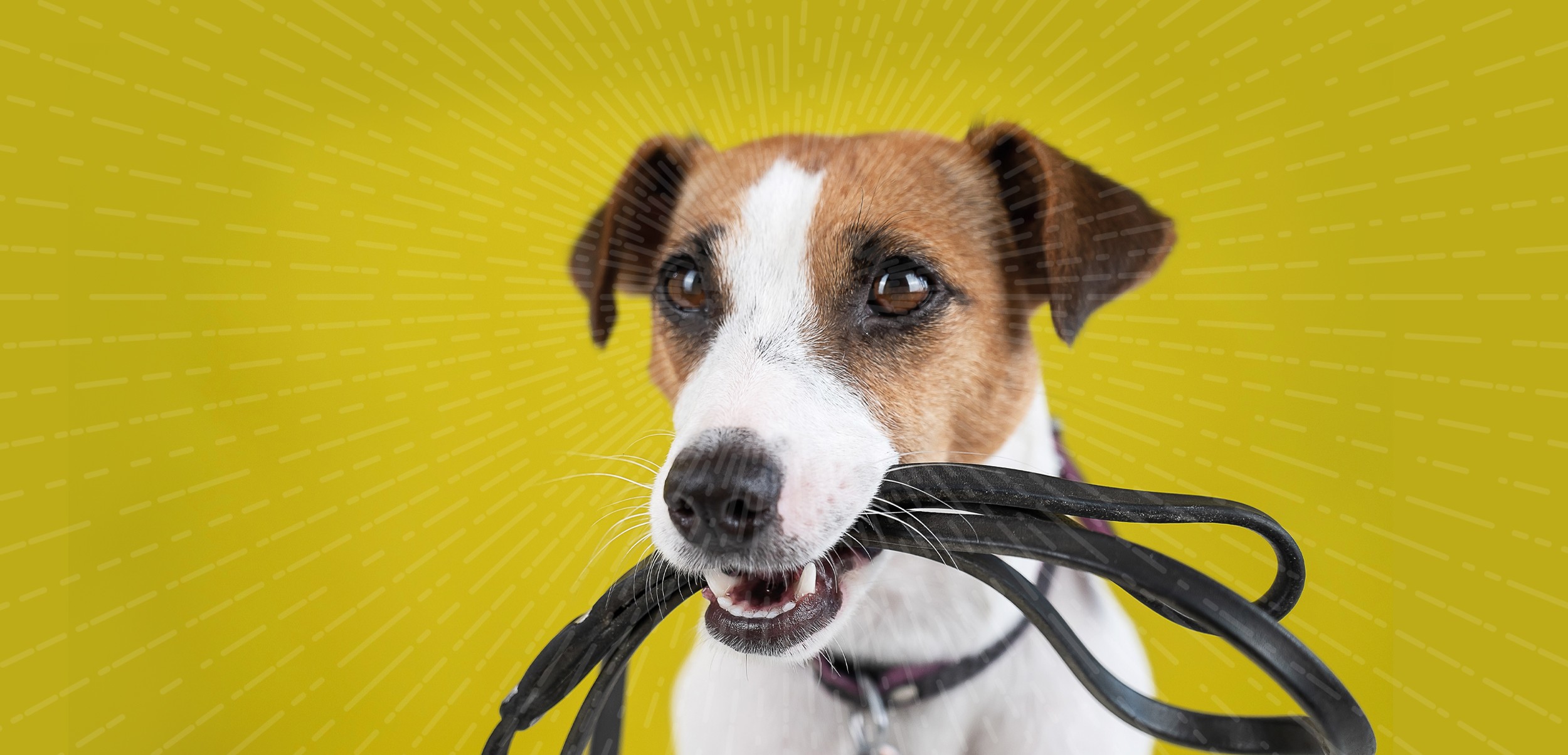 Dia Internacional do Animal Abandonado celebrado com tarde aberta no Centro de Recolha Oficial de...