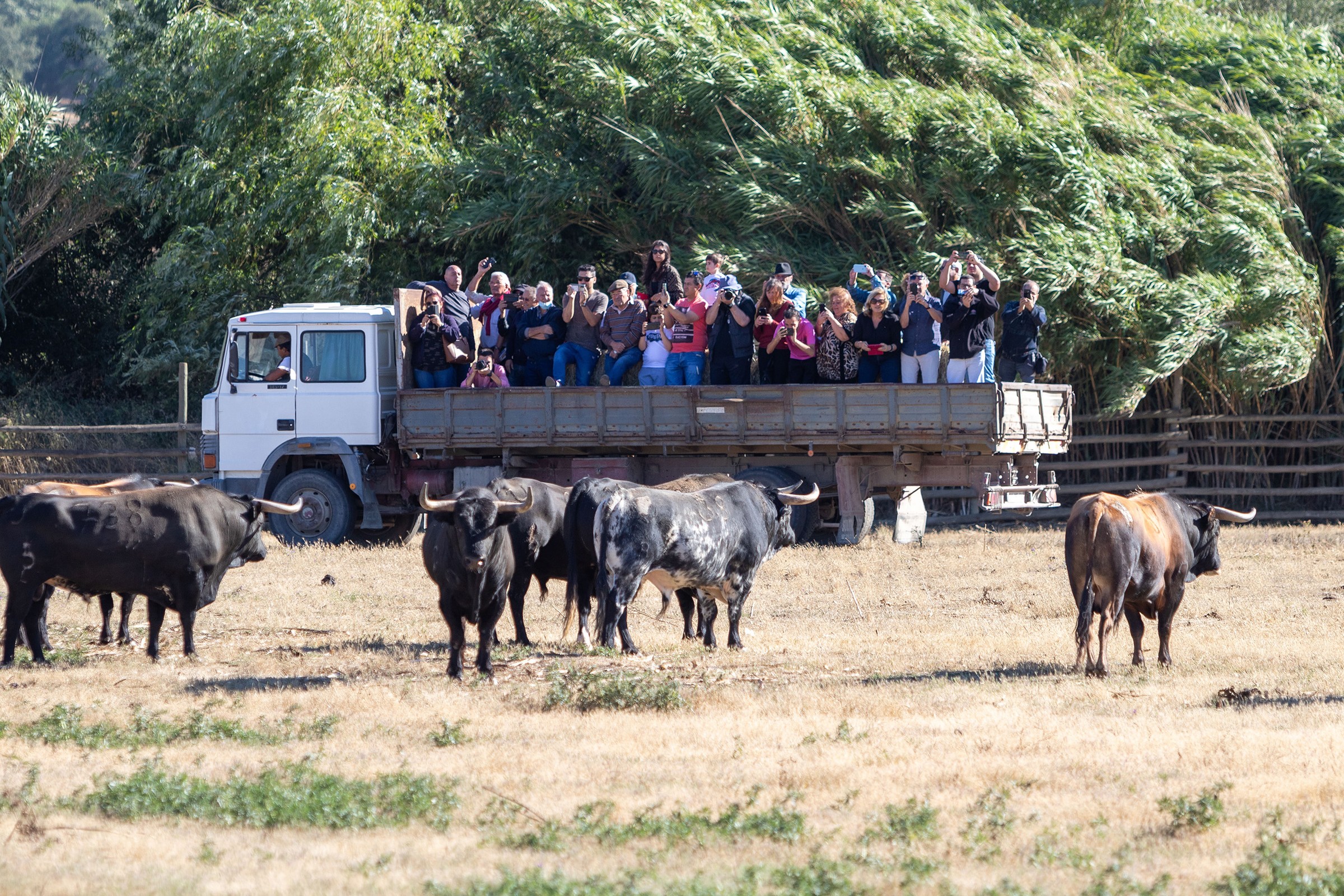 ESGOTADO | Visita ao campo - Toiros para as Esperas da Feira Anual de Outubro.