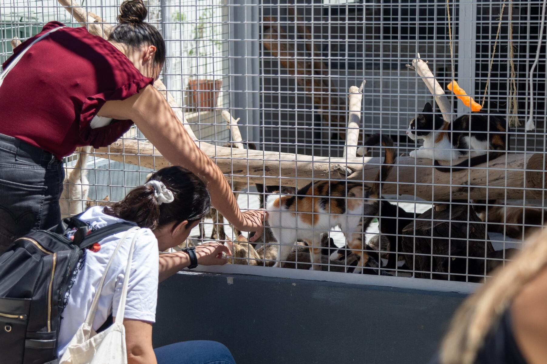 CRO de Vila Franca de Xira: patudos acolhidos por novas famílias