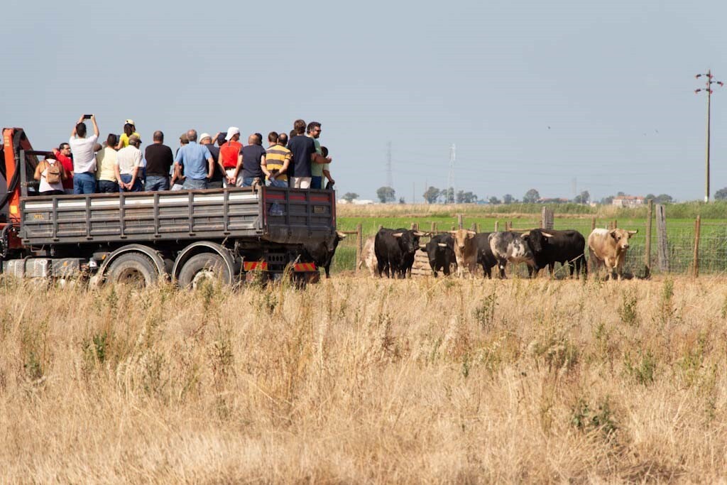 Visita ao campo - Toiros para as Esperas da Feira Anual de Outubro