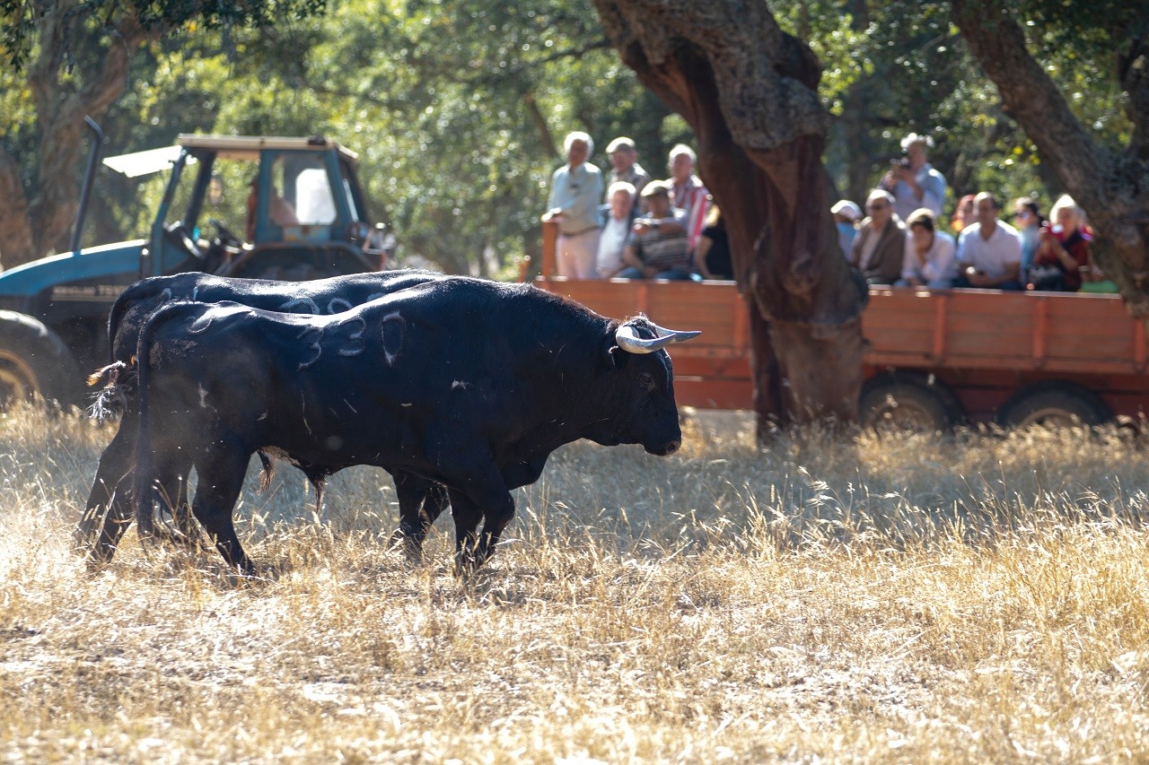 Inscrições para visita ao campo - Toiros para as Esperas da “Festa do Colete Encarnado”
