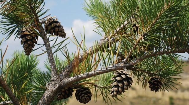 pinhas-pinheiro-Vida-Rural