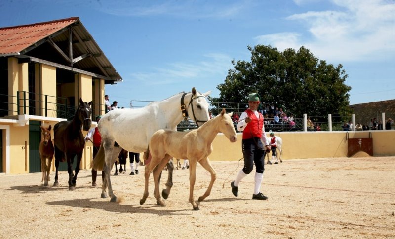 Arte Equestre