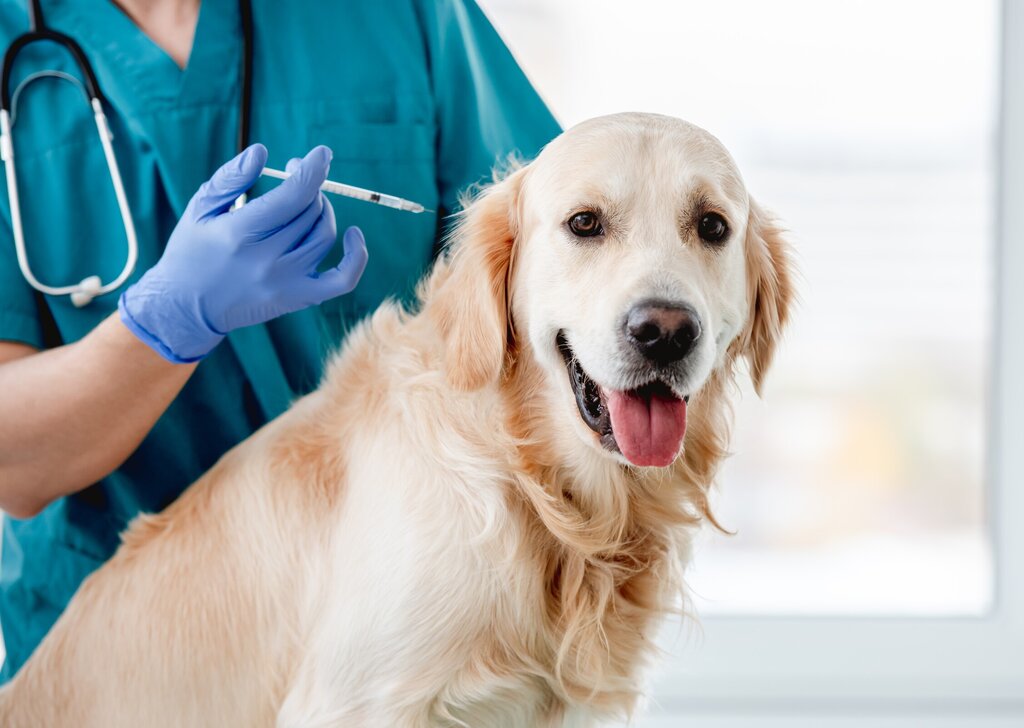 golden-retriever-dog-in-veterinary-clinic-2025-04-01-13-16-02-utc
