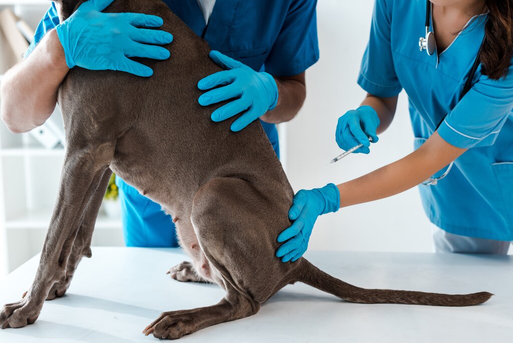 cropped-view-of-veterinarian-holding-grey-dog-whil-2024-11-19-15-31-35-utc